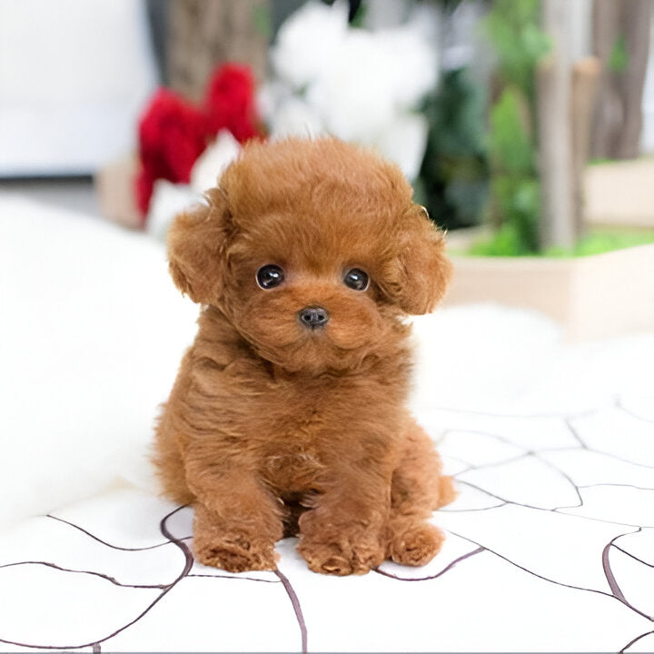 Cuddly Plush Puppy | Weighted Stuffed Animal with Hand-Sculpted Details | Comforting Companion for All Ages