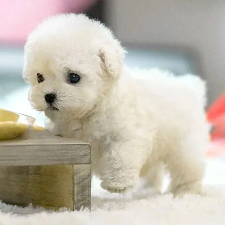 Interactive Robotic Dog Toy with Voice Activation & Realistic Finish | Engaging Companion for Kids and Seniors
