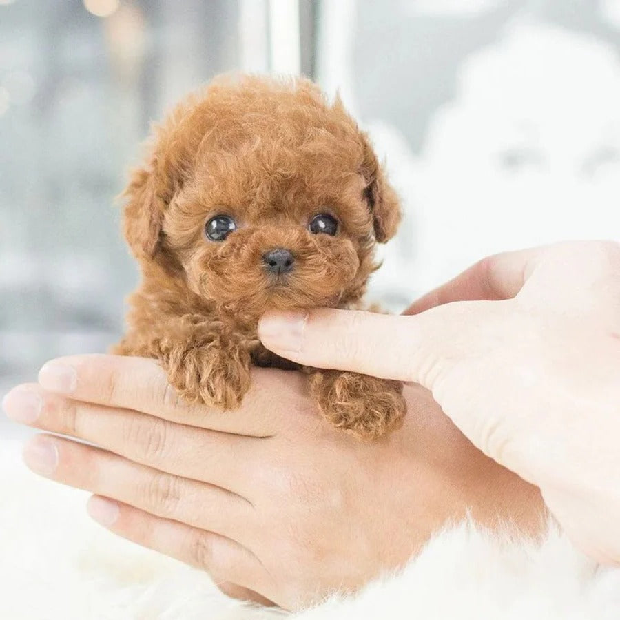 Interactive Robotic Puppy with Realistic Movements | Engaging Companion for All Ages