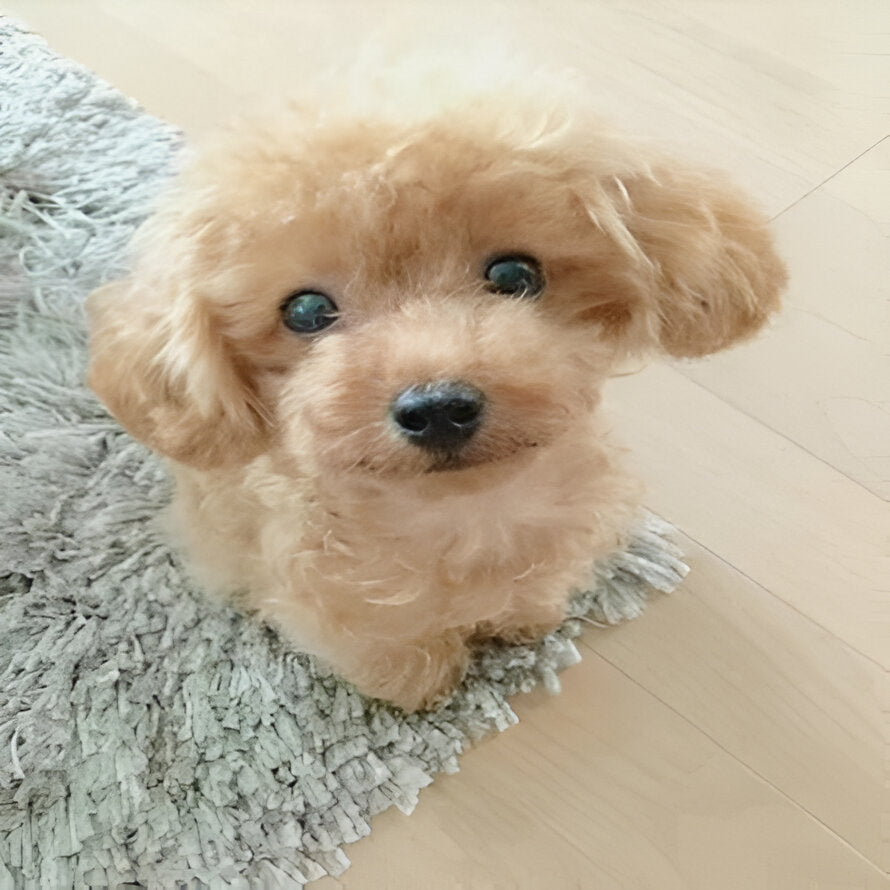 Cuddly Plush Puppy | Weighted Stuffed Animal with Hand-Sculpted Details | Comforting Companion for All Ages