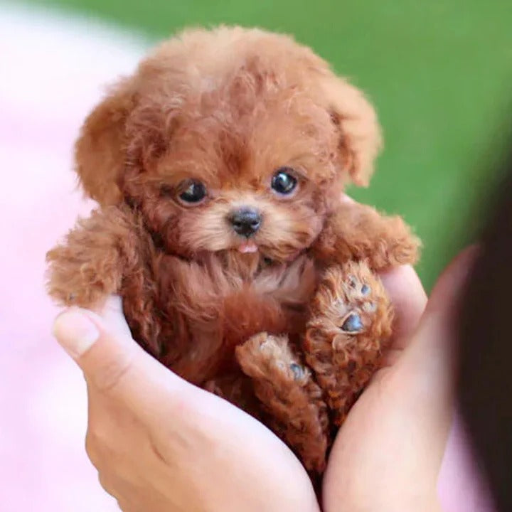 Interactive Robotic Dog Toy with Voice Activation & Realistic Finish | Engaging Companion for Kids and Seniors
